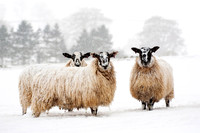 Three Snowy Sheep_0118_edit