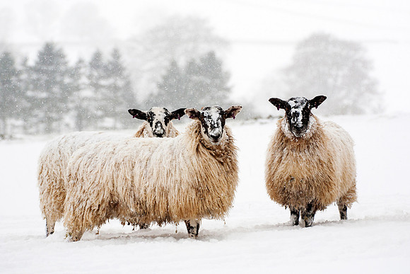 Three Snowy Sheep_0118_edit