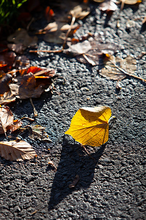 Fallen Gold Leaf_6800-local