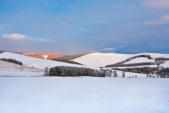 Winter Grazing Sheep -1597