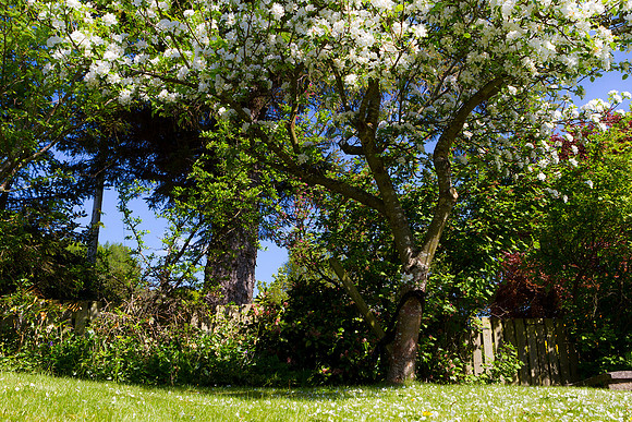 Blossoming Life_0713