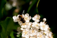 Pollonating Hoverfly_0919