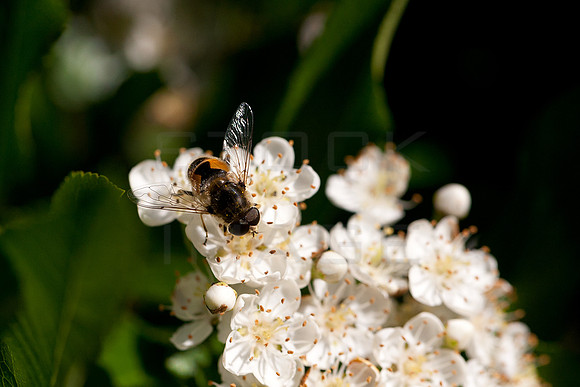Pollonating Hoverfly_0919