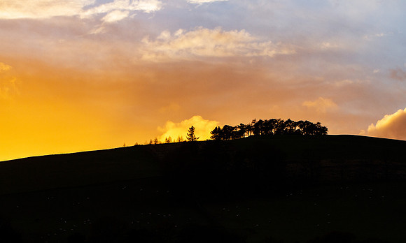 Fir Tree in Amber_7574