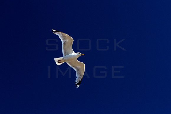 Blue Sky_9249