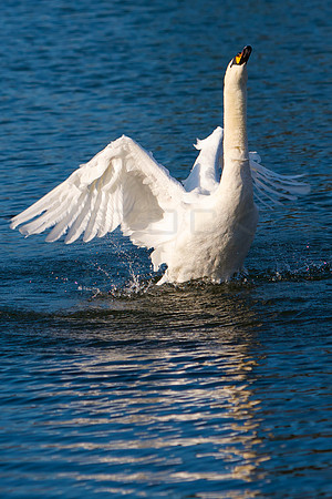 Swan Song_0166