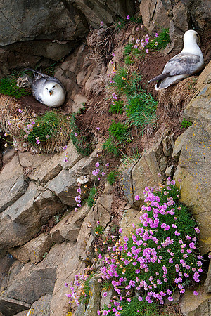 Nesting Gulls at Portpatrick_0003