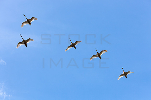 Five Swans a Flying_8731- 7D