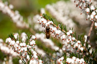 Honey Bee on White Heather_8804- 5D11