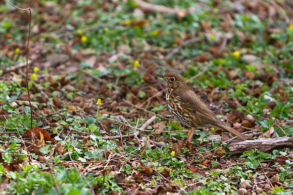 Thrush Among Leaves_8778- 5D11