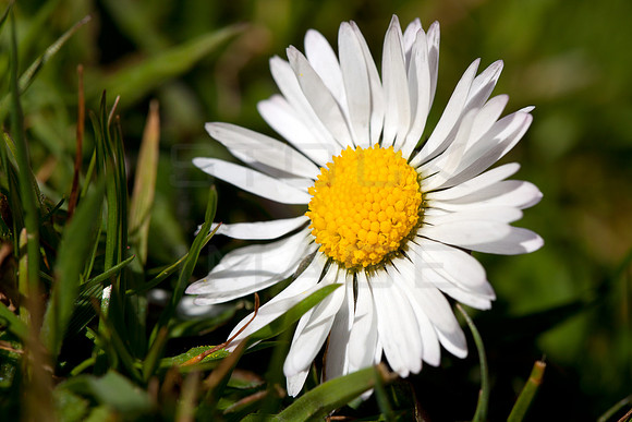 Garden Daisy_8828- 5D11
