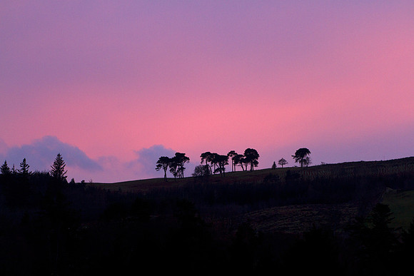 Pines under Pink Sky_0002- 5D