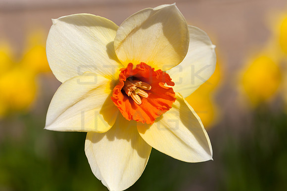 Spring Daffodil_8601- 5D11