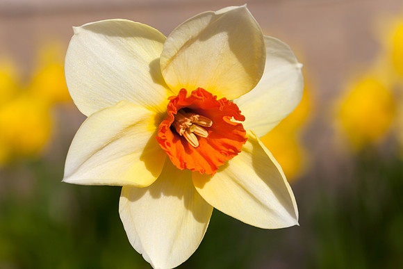 Spring Daffodil_8601- 5D11