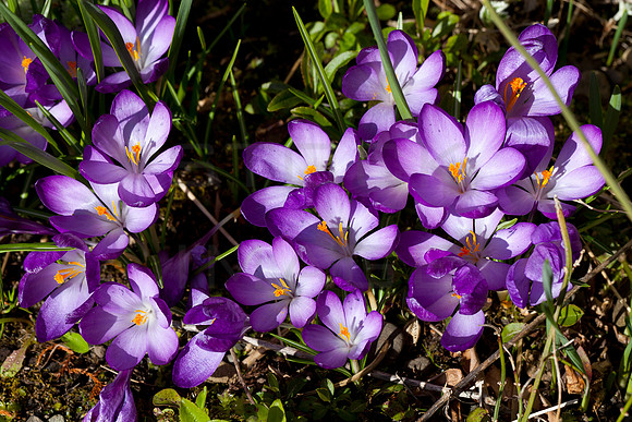 Garden Crocuses_8552- 5D11