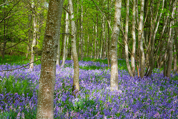 Woodland Blubells_0376.CR2 - 2014-05-15 at 16-00-32