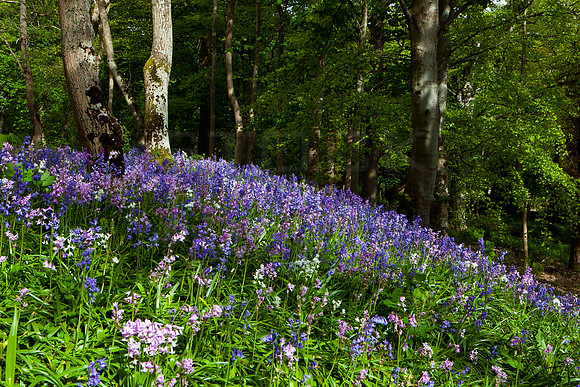Woodland Bluebells_9293- 5D