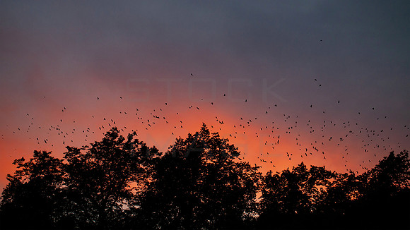 The-Flight-of-the-Crows_9558