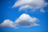 Bird on the Wire_9474- 5D