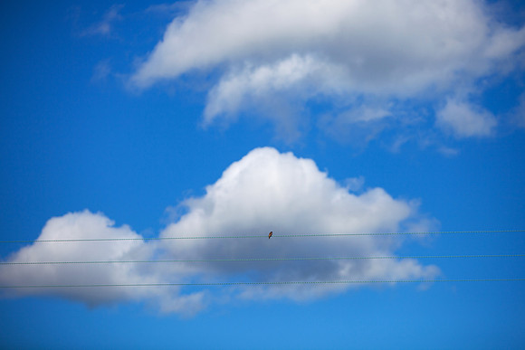 Bird on the Wire_9474- 5D