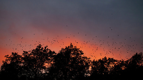 The-Flight-of-the-Crows_9558