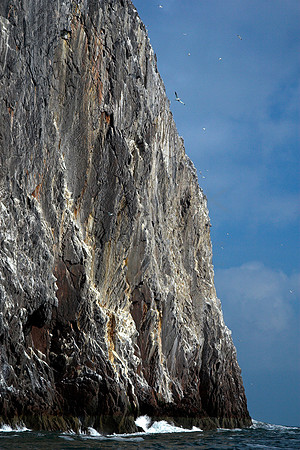 Bass Rock Cliffs