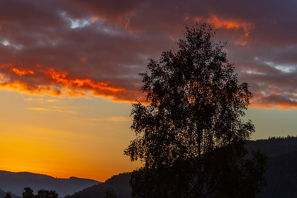 Silver Birch Dawn_0051