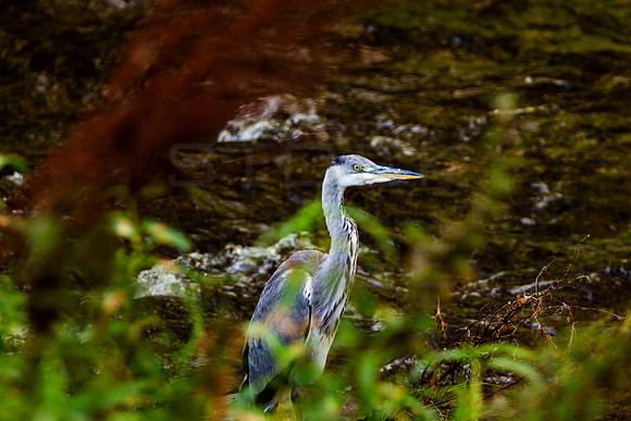 Heron Hiding_9957