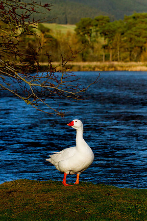 Goose Gander-20190304-0030