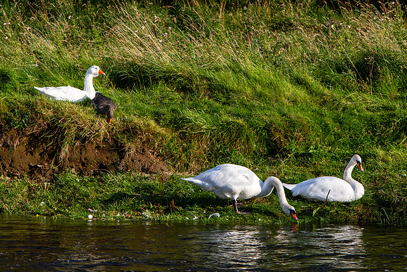 Friends on the Riverbank_9940