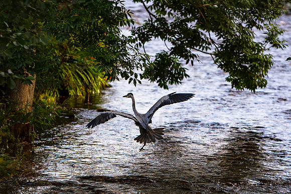 Heron Taking Cover_9965