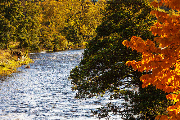 Golden Tweed_0451_5D