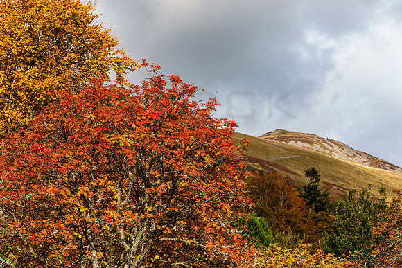 Lee Pen in Autumn_0409_5D-2