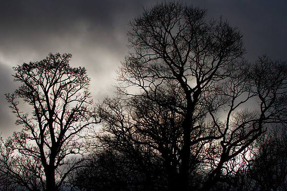 Branches in January Light_0018-7D