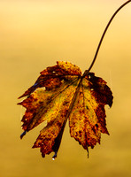 Waitng to Fall_0107_7D