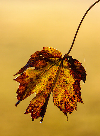 Waitng to Fall_0107_7D
