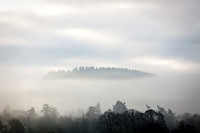 Island of Trees_0622_5D2