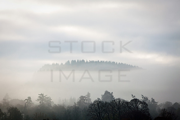 Island of Trees_0622_5D2