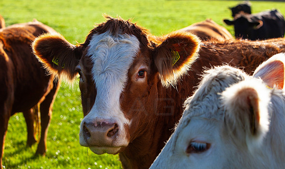 Bullocks_0309_5D