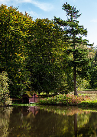 Large Fir Tree by Small Pond at Glen_0190_5D