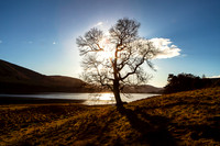 Solar Tree on St Mary's Loch_0851_5D2