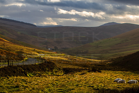 Sheep Grazing on Moorfoot Hills_0107_7D