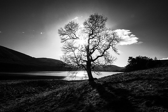 Solar Tree on St Mary's Loch_0851_BW