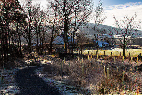 Traquair Cottages through Trees_2098_local