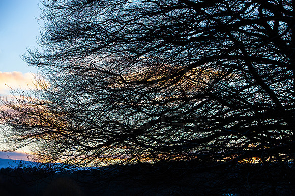 Winter Branches at Dusk_2128_local