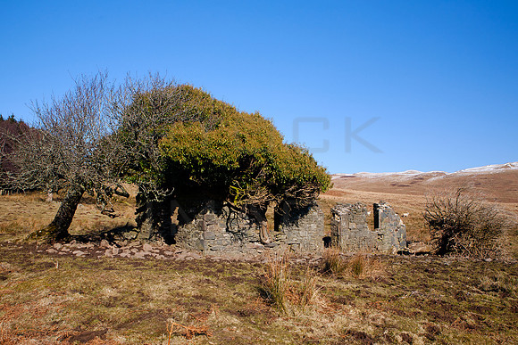Ettrick Ruin_2646