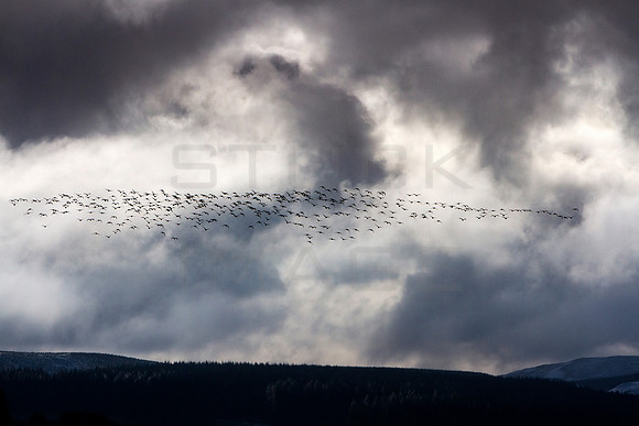 A Flight of Geese_2295_lower-grange_long