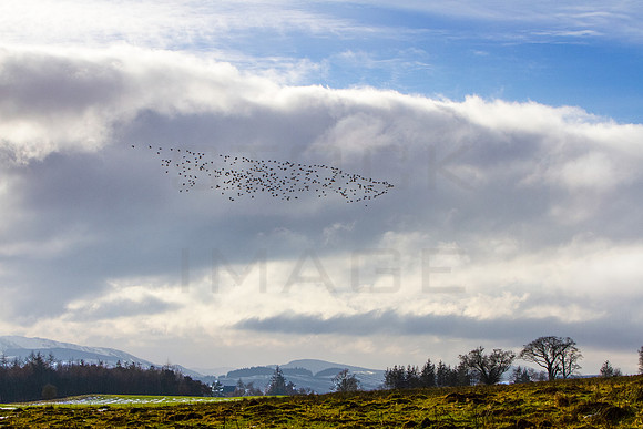 Geese Flyby_2298_lower-grange_long