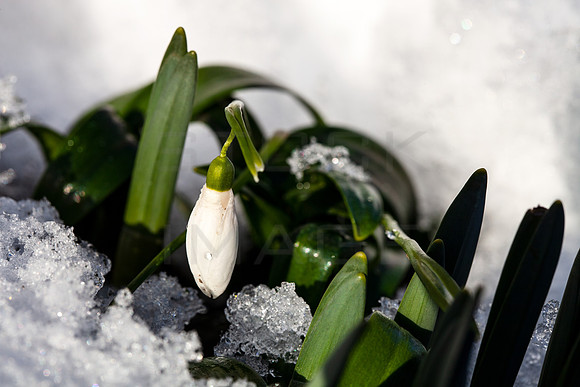 Birth of a Snowdrop_2366_local