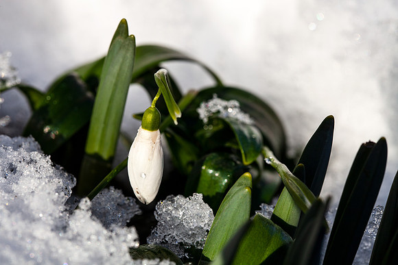 Birth of a Snowdrop_2366_local